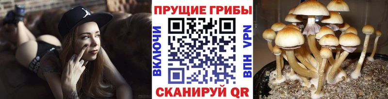 Псилоцибиновые грибы прущие грибы  Светогорск 
